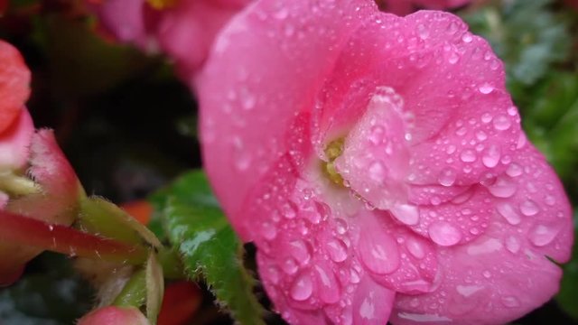 Close up, raindrop on pink flower