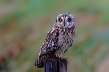 Short-eared owl on a pole in the meadows of Noord Brabant near Rosmalen in the Netherlands
