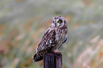 Short-eared owl on a pole in the meadows of Noord Brabant near Rosmalen in the Netherlands