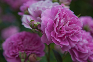 Obraz premium Pink Rose summer Garden