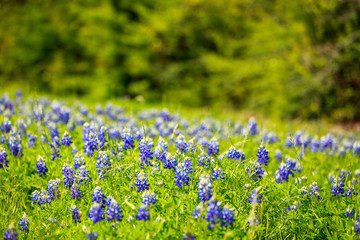 Field of Texas Bluebonnet with trees in background