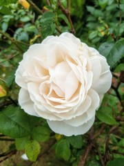 A single white rose on a background of green leaves. 