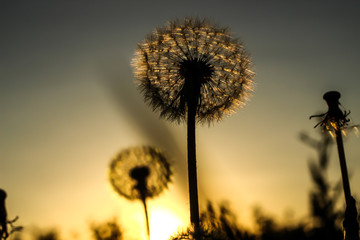 dandelion and orange sunset