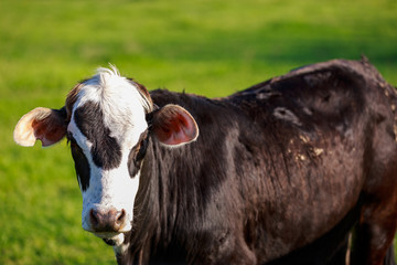 Black and white faced cow