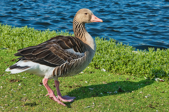 Goose poses on the grass