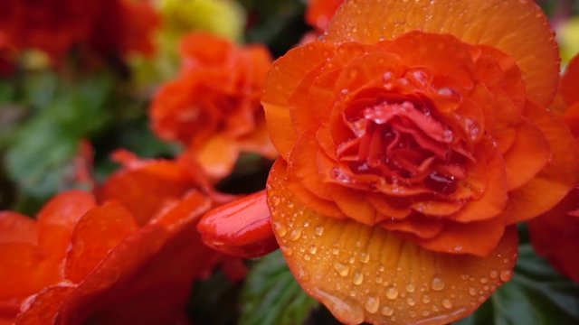Close up, raindrops on red flowers
