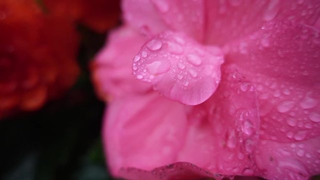 Close up, raindrops on petals of pink flower