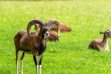 Naklejka na ściany i meble A mouflon standing and looking to the front