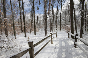 Winter's Walk