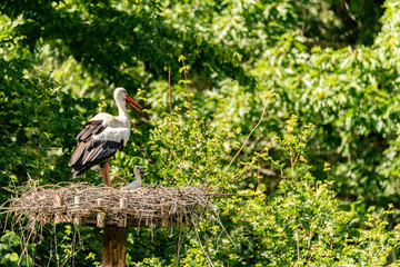 A stork standing his nest with its hungry child