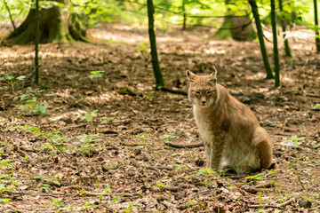 Naklejka na ściany i meble A lynx sitting on the ground and watching in front