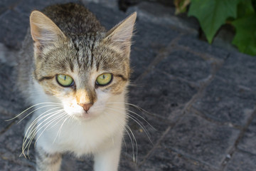 Homeless cat with green eyes