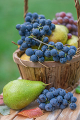 green plum and blue grape, dark grapes and yellow plums in basket 
