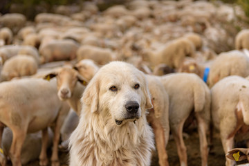 Fototapeta premium Shepherd dog caring sheep flock in El Tarter, Canillo, Andorra.