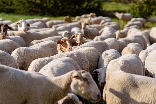 Flock of sheep grazing. El Tarter, Canillo, Andorra.