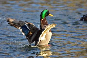 Male of mallard (Anas platyrhynchos) spreading wings