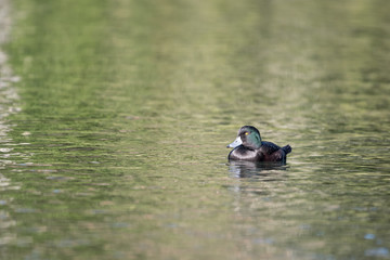 Male New Zealand scaup, or papango, swimming on the lake at Western Springs, Auckland, New Zealand, reflecting green background.
