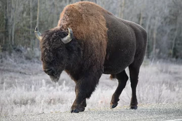 Foto op Plexiglas volledige bizon © Sabreena
