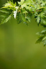 Bright green maple leaves on a blur green color  background, blurred and defocused effect. Spring and summer season. Place for text 