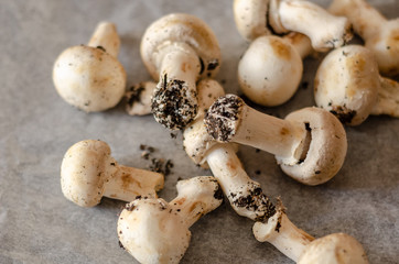 freshly harvested dirty mushrooms spread on paper, raw and healthy vegetables