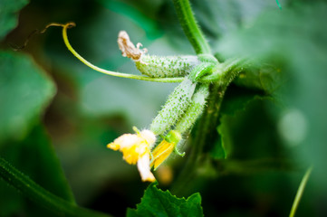 organic cucumber planting in the outdoor