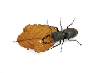 Male stag beetle on autumn leaf isolated on white background. 