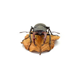 Male stag beetle on autumn leaf isolated on white background. 
