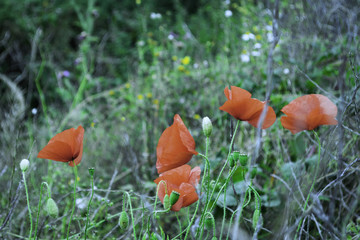 summer red poppy
