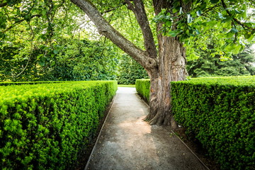 Fototapeta premium Green garden in Czech Republic.