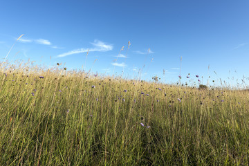 Prairie