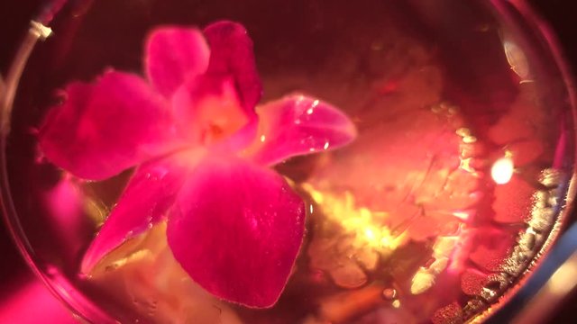 close up, flowers in alcohol drink