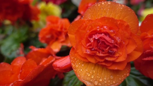 rain drop on red flower, close up