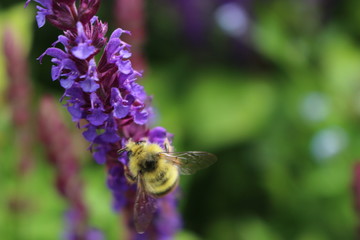 Bee harvesting pollen from lavender flowers