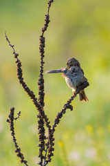 Corn Bunting or Miliaria calandra is sitting and cleans feathers on branch.
