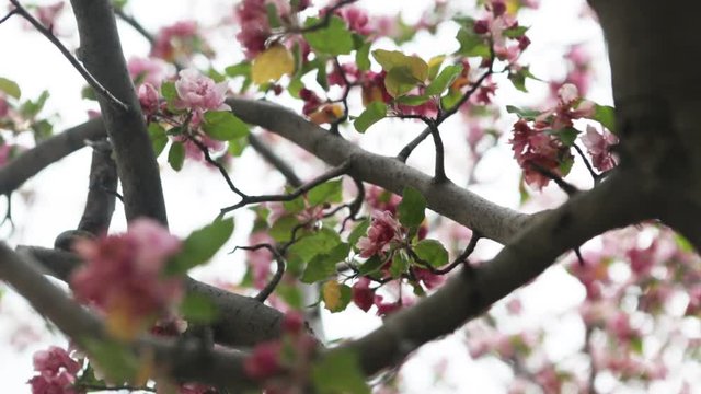 Close up, flowers on a tree on a cloudy day