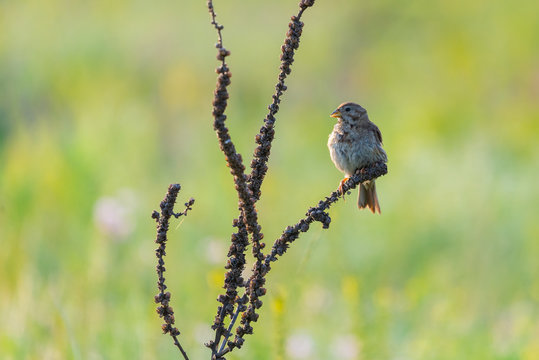 Corn Bunting or Miliaria calandra is sitting on branch.