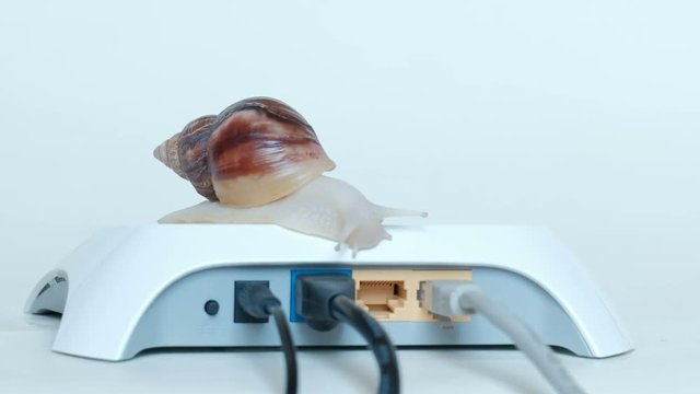 The concept of Internet delay or data transfer. Close-up of the body of a large snail Latin Achatina fulica , which rises to a white router or modem. Slow cochlea.