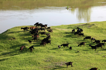 River bank wetland original ecological scenery