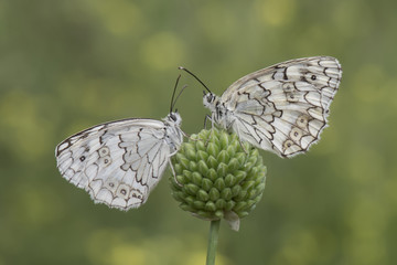 Satyridae / Anadolu Melikesi / Balkan Marbled White / Melanargia larissa	