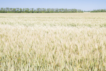 Field of rye ears of future bread in early summer