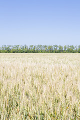 Field of rye ears of future bread in early summer