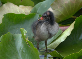 Junge Teichralle (Teichhuhn)