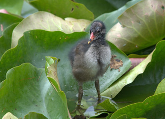 Junge Teichralle (Teichhuhn)
