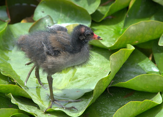 Junge Teichralle (Teichhuhn)