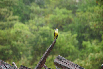 bird in the rain 