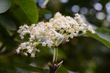 Elderflower or Sambucus in full bloom in spring. European Elderberry, European Black Elderberry,...