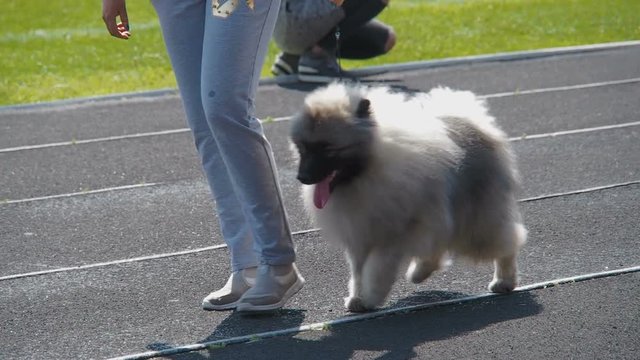 MOLDOVA, TIRASPOL, May 19, 2018: The dog is at the exhibition.