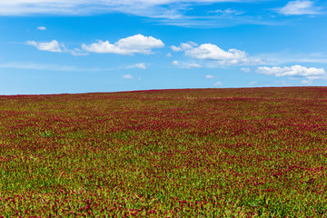Red clover field and blue sky in summer day.