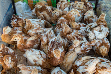 Chickens for Sale in the Pisac Local Market, Sacred Valley, Peru