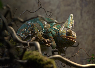 Chameleon
